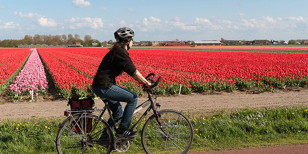 Centre based tulip tour North Holland - Alkmaar